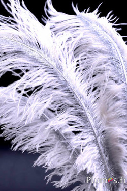 Struzzo con rachide argentato – 30-40 cm – bianco